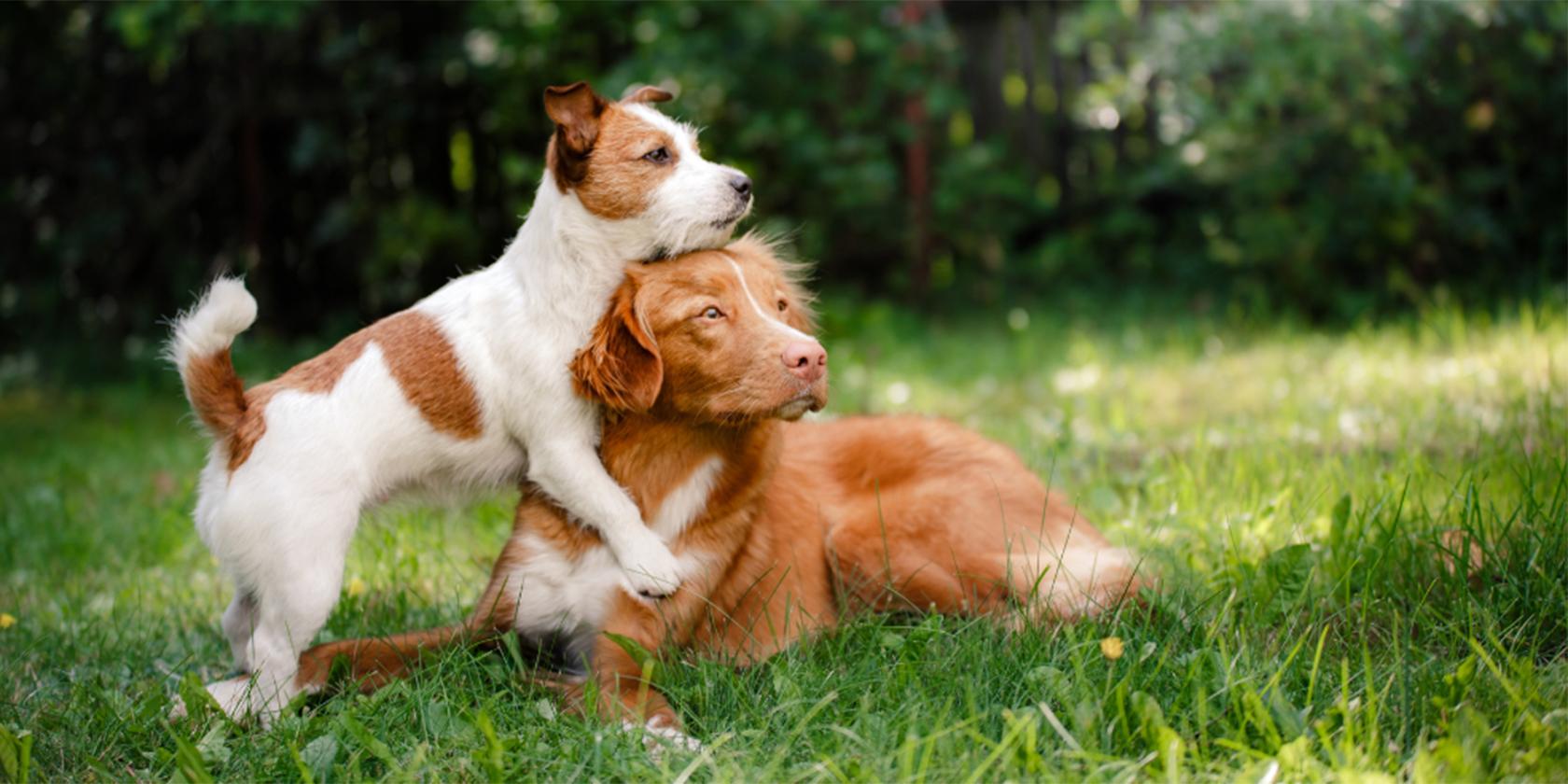 Académico U. de Chile crea primera vacuna de inmunocastración para caninos del mundo